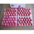 /msite/products/detail/productid/54855482/id/542998.html